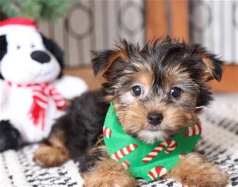 yorkies for sale new orleans